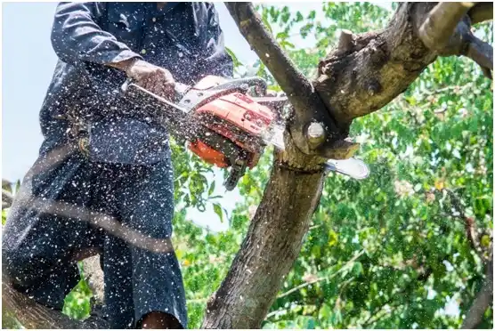 tree services Cleveland